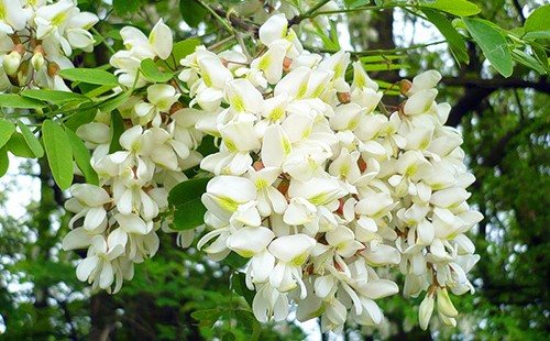 Fragrant bunches of robinia