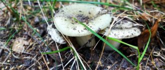 Doubles of the mushroom Zelenushka