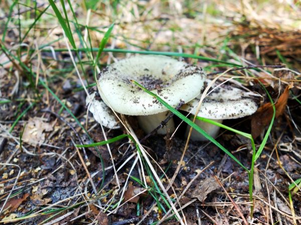 Doubles of the mushroom Zelenushka