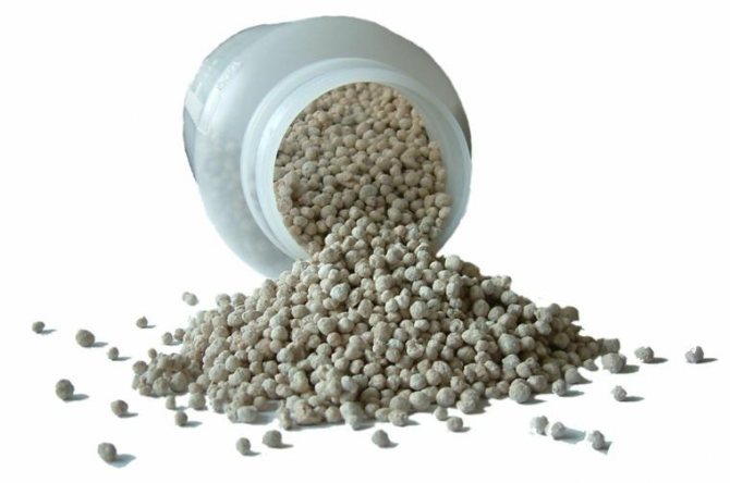 Pag-apply ng dobleng superphosphate fertilizer sa hardin ng gulay