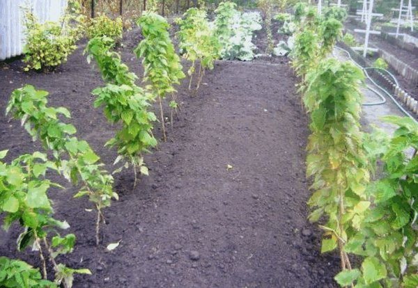 Two-row planting