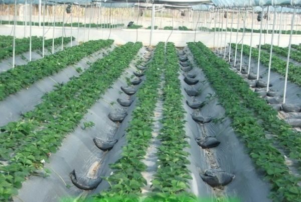 Sistem dua baris untuk menanam strawberi yang masih ada di rumah hijau filem