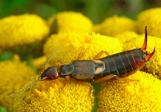 The two-tailed earwig is an omnivorous insect
