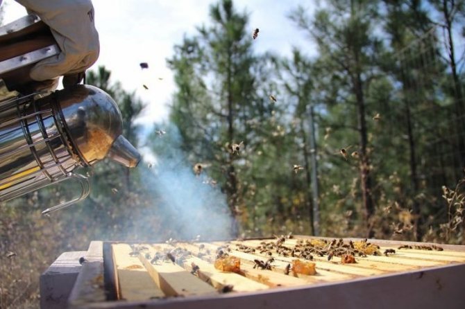 Dym dla pszczół