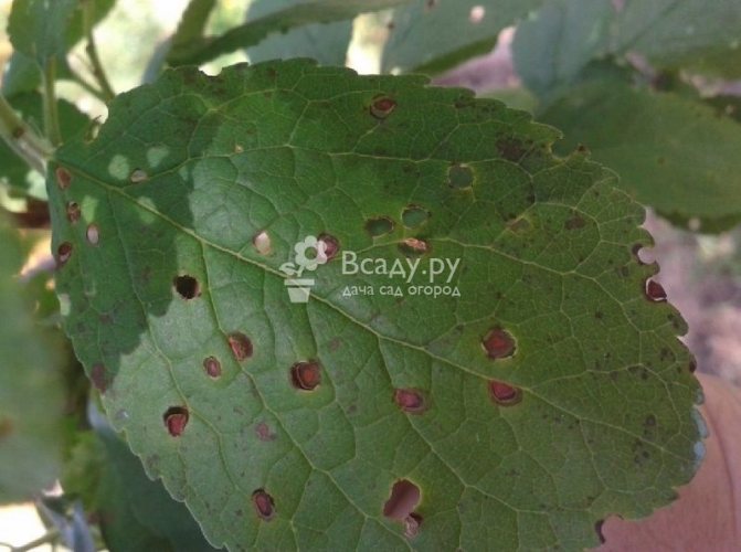 Дупково петно ​​- болести по сливовите листа и тяхното лечение със снимка
