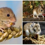 Food for rodents in nature