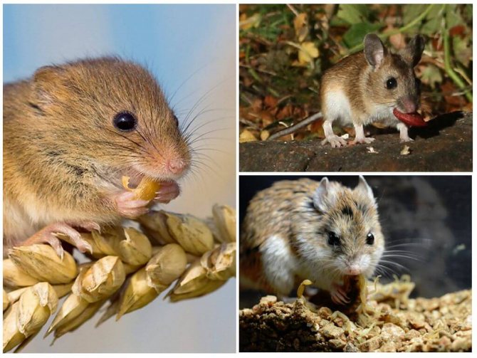 Food for rodents in nature