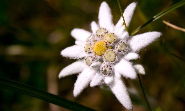 Alpines Edelweiß: Sortenbeschreibung, Pflanzung und Pflege, Wachstum aus Samen