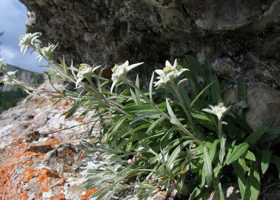 Alpin edelweiss: sortbeskrivning, plantering och vård, växande från frön