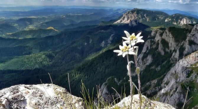 إديلويس جبال الألب: وصف متنوع ، زراعة ورعاية ، ينمو من البذور
