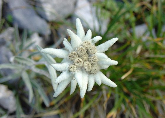 Alpin edelweiss: sortbeskrivning, plantering och vård, växande från frön