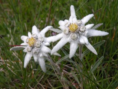 Alpin edelweiss plantering och vård i det öppna fältet