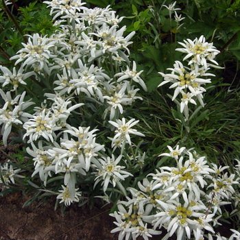 Alpin edelweiss plantering och vård i det öppna fältet