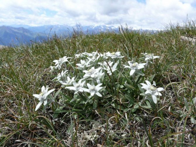 edelweiss alpin