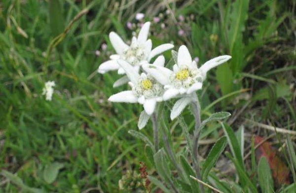 reproducere edelweiss