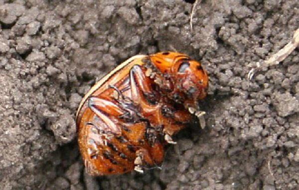 Effective methods and preparations for combating the Colorado potato beetle on potatoes before, during planting, old and new