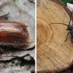 Effective means for the destruction of bark beetle in the garden and wooden buildings