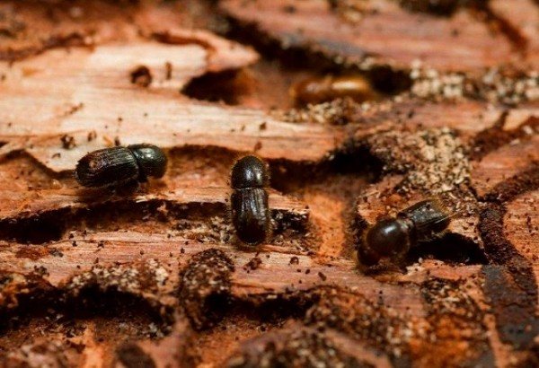 אמצעים יעילים להשמדת חיפושית קליפות בגינה ובנייני עץ