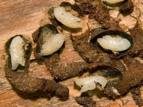 Mijloace eficiente pentru distrugerea gândacului din grădină și clădirile din lemn