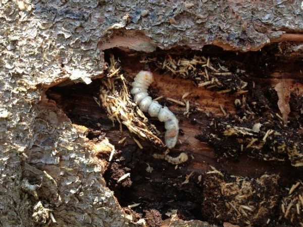 Kaedah yang berkesan untuk pemusnahan kumbang kulit kayu di taman dan bangunan kayu