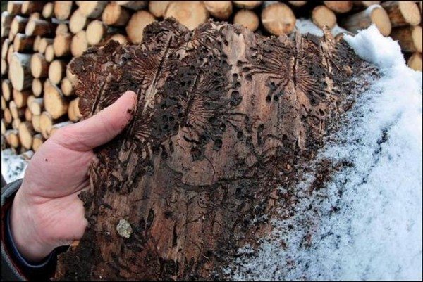 Effective means for the destruction of bark beetle in the garden and wooden buildings