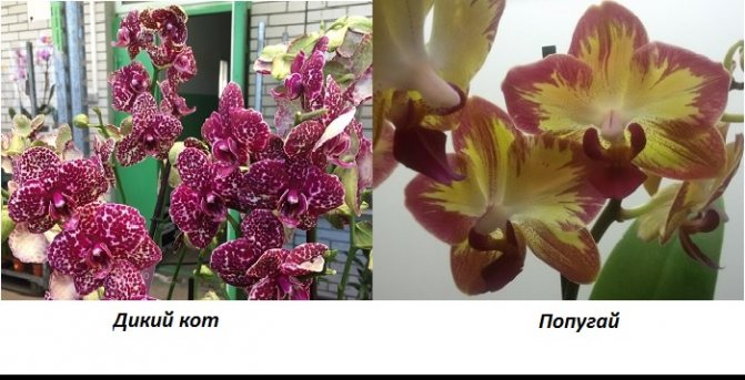 Effektiviteten av blomningen av phalaenopsis-standarden beror till stor del på belysningen. Utan artificiell kompletterande belysning är vinterblommor vanligtvis mindre rikliga och blommornas diameter är liten. För att få stora blommor är det önskvärt att installera fytolampor.