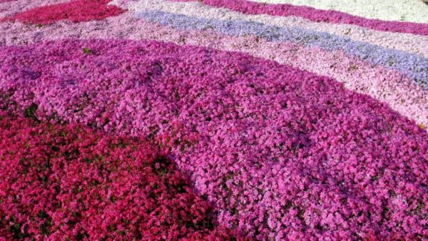 Spektakulärer Teppich aus Phlox in verschiedenen Farben