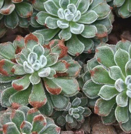Echeveria, not to be confused with a young man