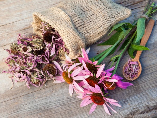 Echinacea gives health and beauty