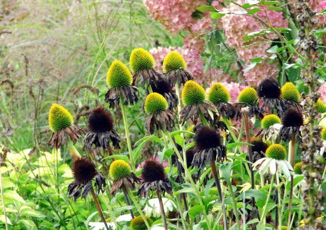 Echinacea after flowering