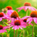 Echinacea - zahradní dekorace