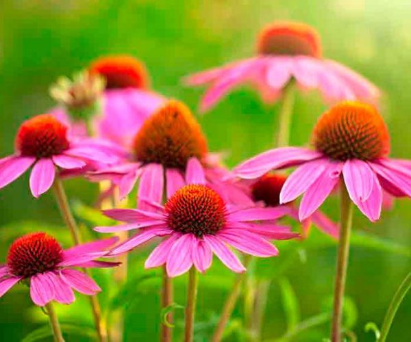 Echinacea - garden decoration