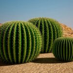 larawan ng echinocactus