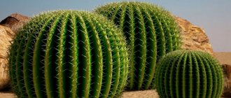 larawan ng echinocactus