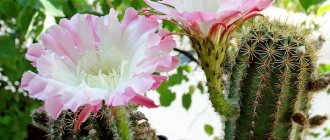 Fotografie Echinopsis