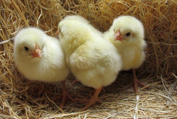 Bahagian luar baka bagaimana membezakan antara ayam, ayam jantan dan ayam