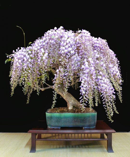 Bonsai exotic de wisteria
