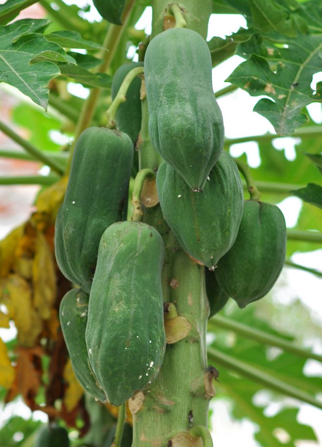 mga kakaibang prutas na sakit na papaya at peste