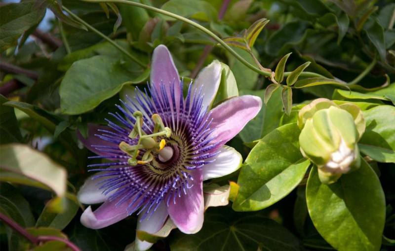 Exotic passionflower in your home: how to grow and combine with other plants