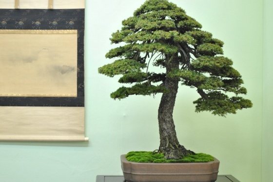Spruce bonsai: pagbuo, larawan, kung paano lumaki