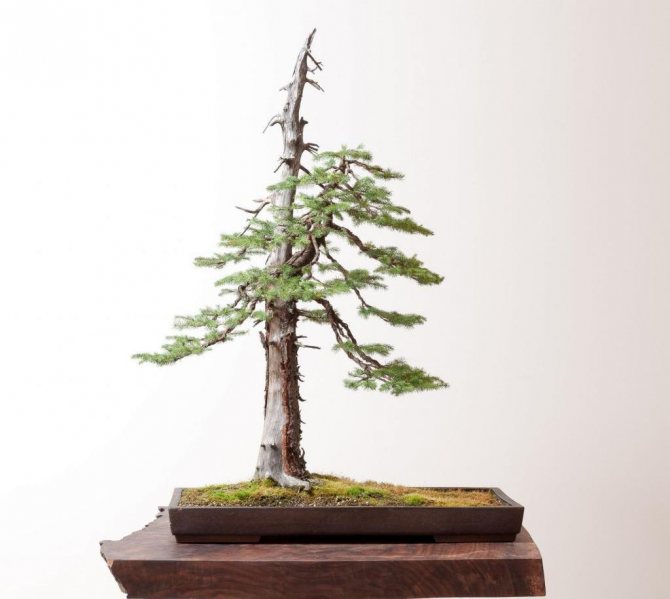 Spruce bonsai: formation, photo, how to grow