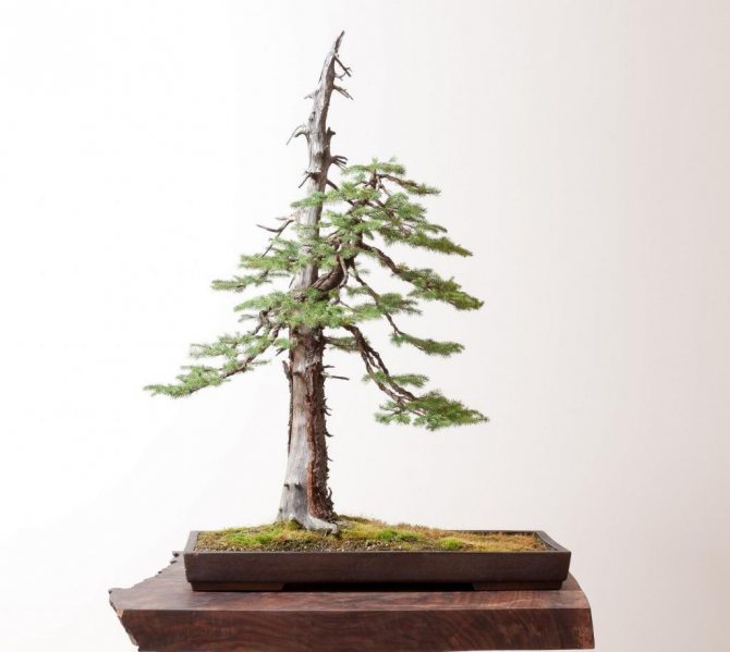 Spruce bonsai: pembentukan, foto, cara tumbuh