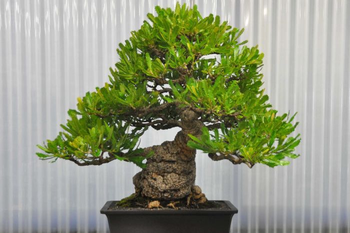 شجرة التنوب بونساي: التكوين ، الصورة ، كيفية النمو