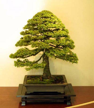 Spruce, bonsai