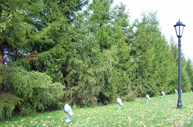 common spruce description
