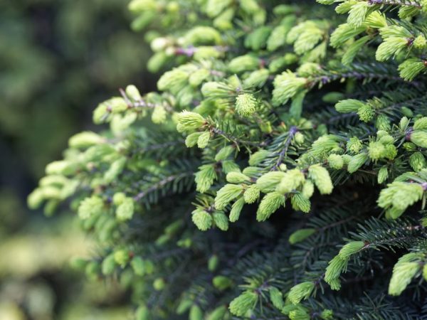 Spruce will decorate your site