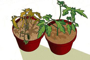 عناصر التغذية المعدنية للنباتات