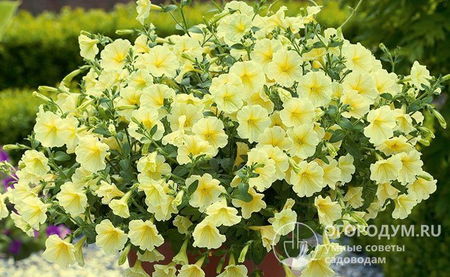 Elo (Surfinia Yellow) is one of the first ampelous petunia hybrids. This variety has flowers of a pale yellow color, early and abundant flowering