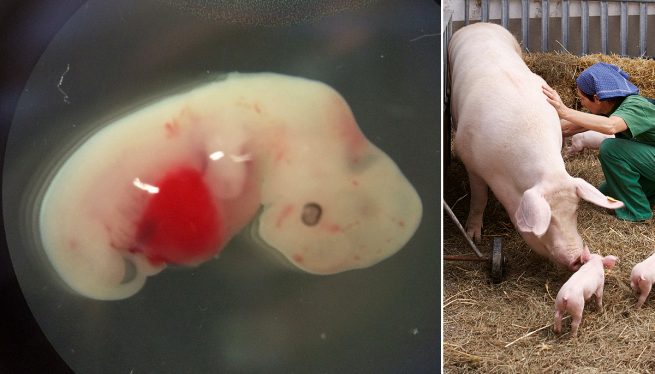 Свински ембрион