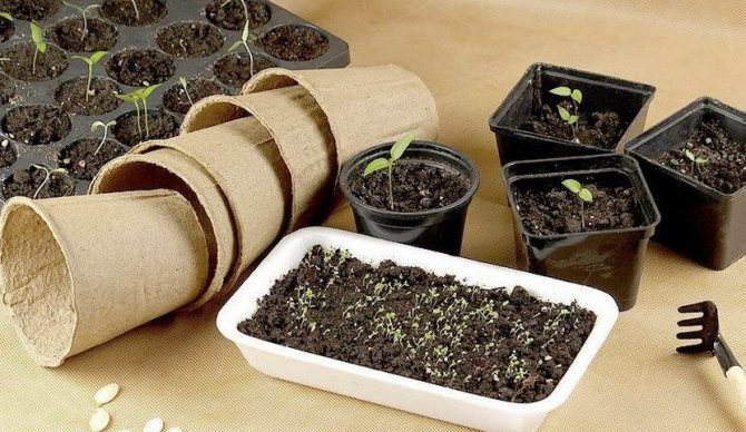 Seedling container